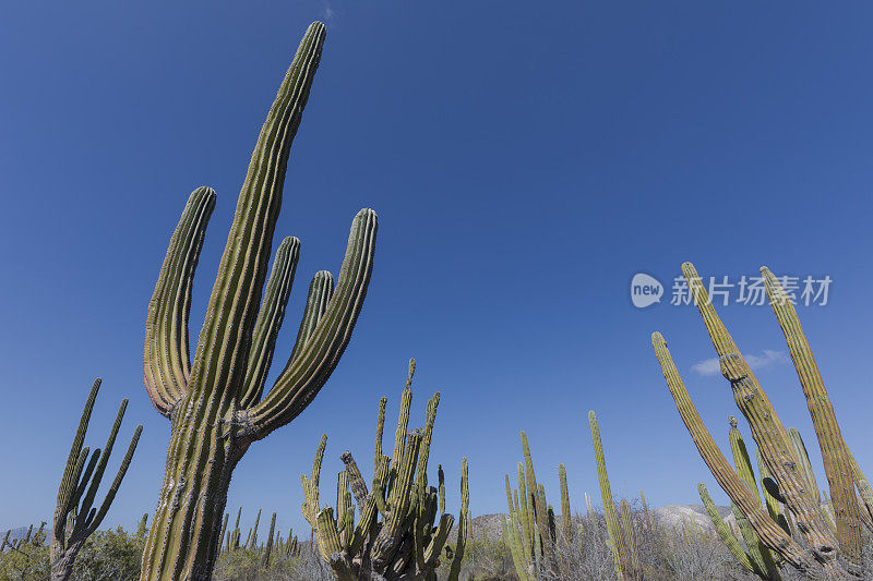 Cardón，（Pachycereus pringlei），南下加利福尼亚州，墨西哥